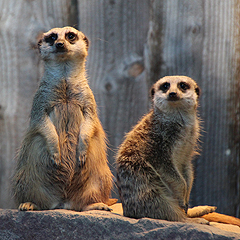 Especially popular with visitors are the meerkats.