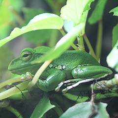Our zoo has a unique vivarium where many rare amphibians can be seen.