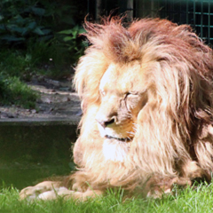 Lion Malik, star of the zoo